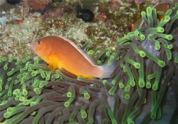 Anemonefish taken in Sodwana (South Africa)  by Jaco Jacobs 